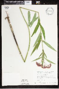 Asclepias incarnata image