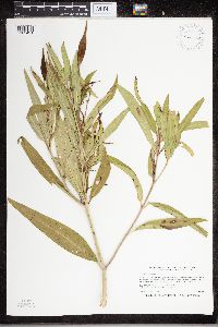 Asclepias incarnata image