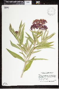 Asclepias incarnata image