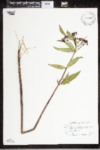 Asclepias incarnata image