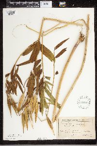 Asclepias incarnata image