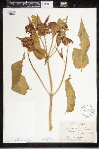 Asclepias incarnata image