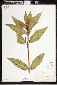 Asclepias incarnata image