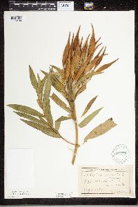 Asclepias incarnata image