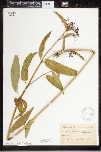 Asclepias incarnata image