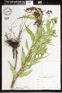 Asclepias incarnata image