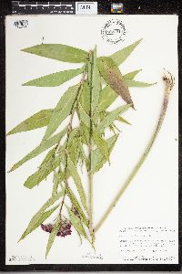 Asclepias incarnata image