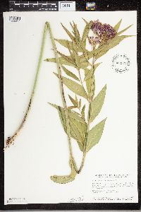 Asclepias incarnata image