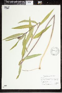 Asclepias incarnata image