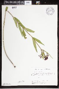 Asclepias incarnata image