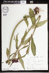 Asclepias incarnata image