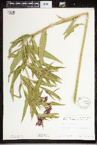 Asclepias incarnata image