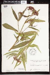 Asclepias incarnata image