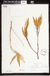 Asclepias incarnata image