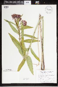 Asclepias incarnata image