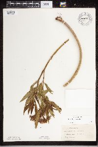 Asclepias incarnata image