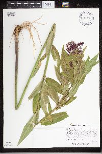 Asclepias incarnata image