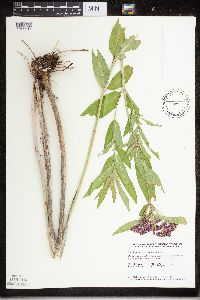 Asclepias incarnata image