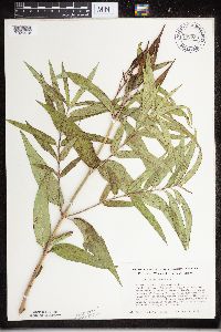 Asclepias incarnata image