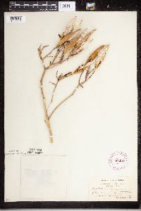 Asclepias incarnata image