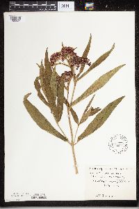 Thumbnail image of current specimen