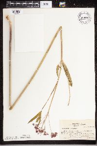 Asclepias incarnata image