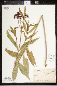 Asclepias incarnata image