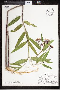 Asclepias incarnata image