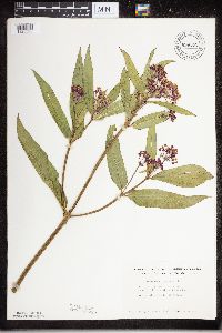Asclepias incarnata image