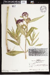 Asclepias incarnata image
