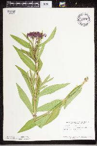 Asclepias incarnata image
