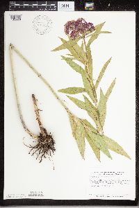 Asclepias incarnata image