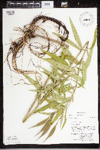 thumbnail image of current specimen