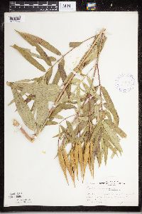 Asclepias incarnata image