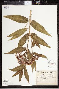 Asclepias incarnata image