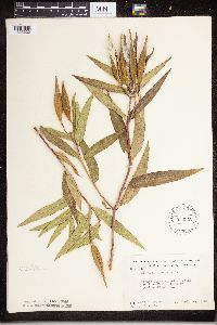 Asclepias incarnata image