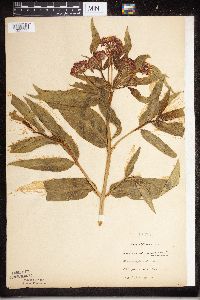 Asclepias incarnata image