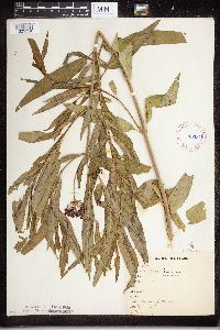 Asclepias incarnata image