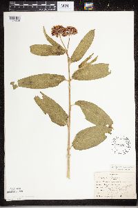 Asclepias incarnata image