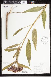 Asclepias incarnata image