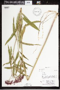 Asclepias incarnata image