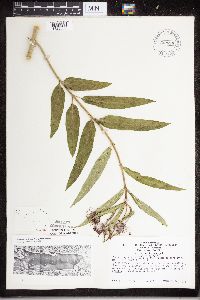 Asclepias incarnata image