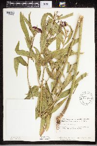 Asclepias incarnata image