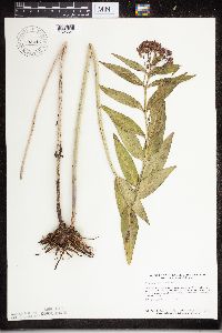 Asclepias incarnata image