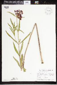 Asclepias incarnata image