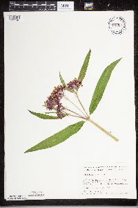 Asclepias incarnata image