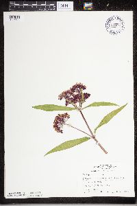 Asclepias incarnata image