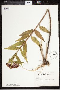 Asclepias incarnata image