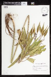 Asclepias incarnata image