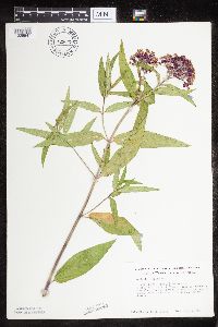 thumbnail image of current specimen